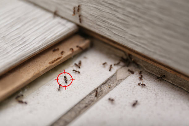 Best Pest Removal Services  in West Sacramento, CA